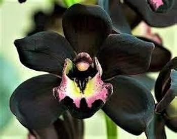 Orchid Flower Seeds Black – Heirloom, Non-GMO, High Germination Seeds