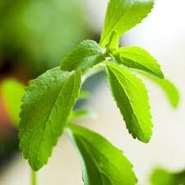 Seeds Stevia Heirloom Non-GMO High Germination Organic Garden Seeds