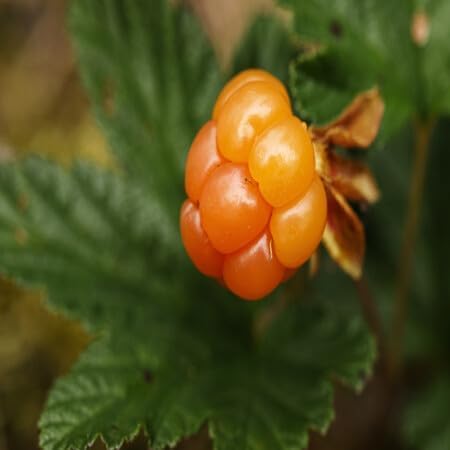 Cloudberry Seeds – Heirloom, Non-GMO, High Germination Organic Garden Seeds