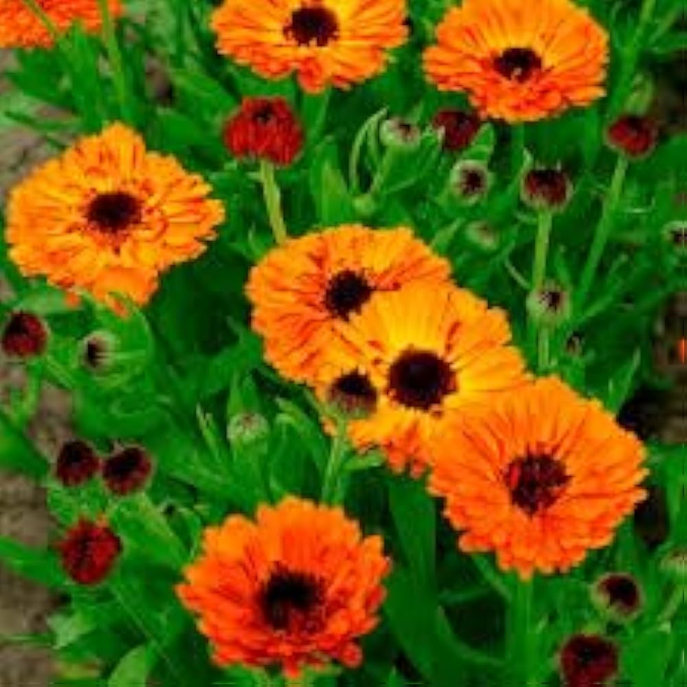 calendula for flower seeds