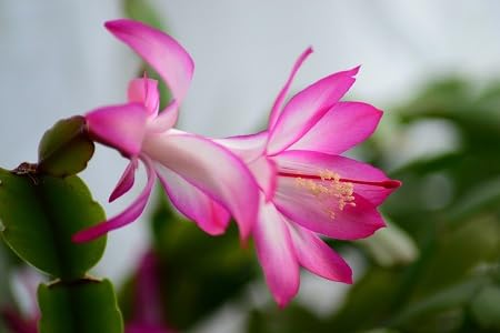 Schlumbergera Pink Flower Seeds for Planting – Heirloom, Non-GMO, High Germination Organic Garden Seeds