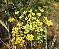 wildfennelheirloomnongmo flower seeds