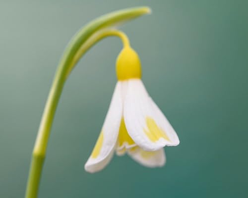 White Galantus Flower Seeds – Heirloom, Non-GMO, High Germination Organic Garden Seeds for Planting