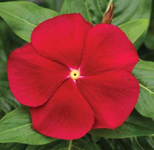 redvincaflowerheirloomnongmo flower seeds