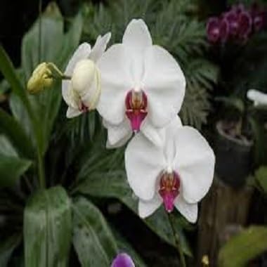 White Orchid Flower Seeds Heirloom Non-GMO High Germination Organic Garden Seeds