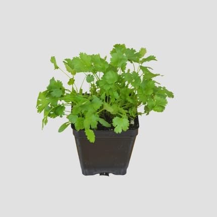 Green Cilantro Plant Seeds Heirloom Non-GMO High Germination Organic Garden Seeds for Planting