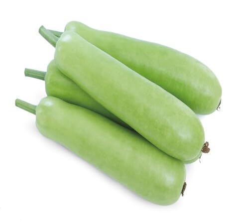 Bottle Gourd – Heirloom, Non-GMO, High Germination Organic Garden Seeds Planting