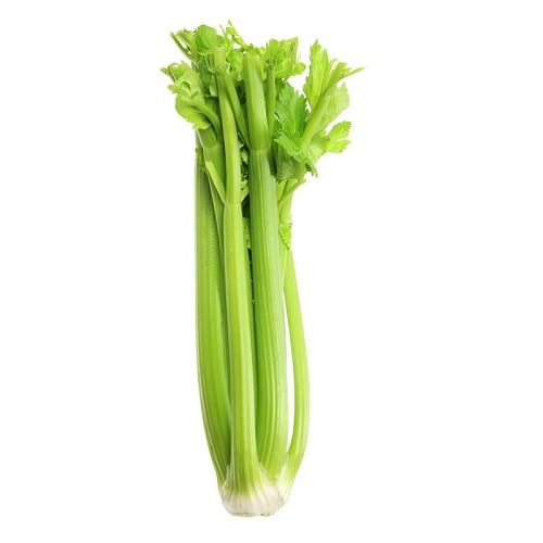 Green Celery Seeds – Heirloom, Non-GMO, High Germination Organic Garden Seeds Planting