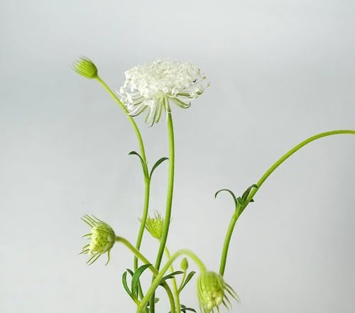 White Trachymene Coerulea Seeds for Planting Heirloom Non-GMO High Germination Organic Garden Seeds