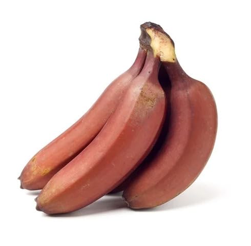 Red Banana Seeds – Heirloom, Non-GMO, High Germination Organic Garden Seeds