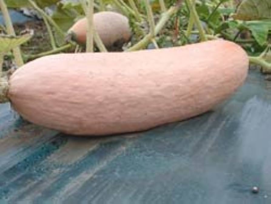 pink banana flower seeds