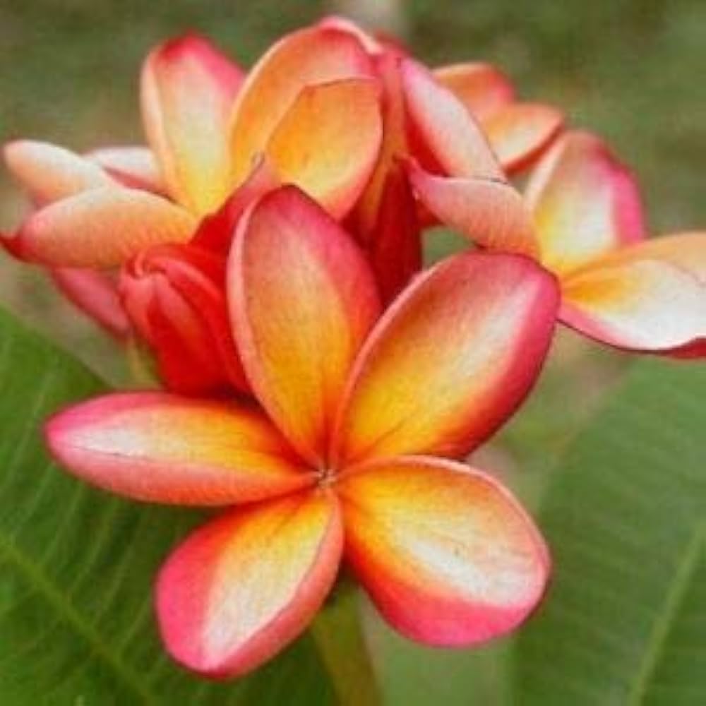 orange yellow flower seeds