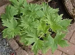 Coral Bells herb seeds