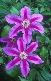 clematisflowerheirloomnongmo flower seeds