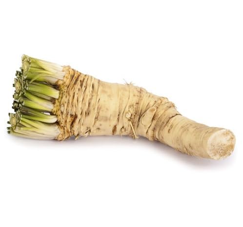 Horseradish Seeds – Heirloom, Non-GMO, High Germination Organic Garden Seeds Planting