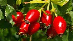 Heirloom Rosehip Fruit Seeds for Planting – High Germination Non-GMO Organic Garden Seeds