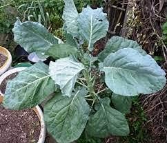 greenkaletreewalkingsticksheirloomnongmo flower seeds
