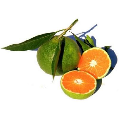 Green Orange Seeds – Heirloom, Non-GMO, High Germination Organic Garden Seeds
