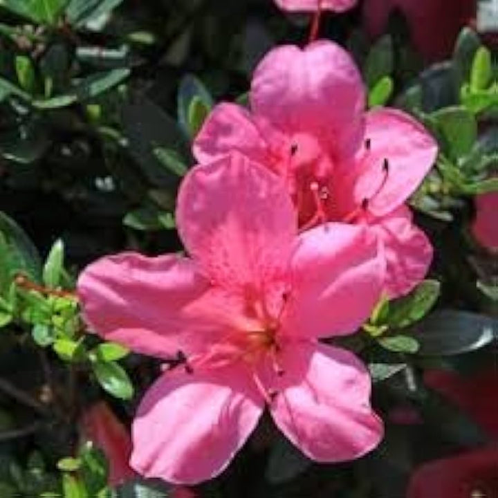 Azalea Flower Seeds Pink for Planting Heirloom Non-GMO High Germination Organic Garden Seeds
