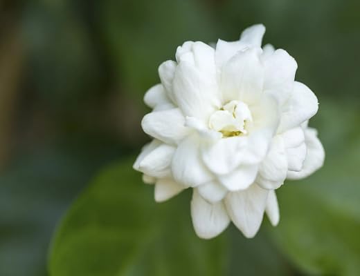whitejasmineflowerheirloomnongmo flower seeds