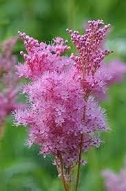prairiefilipendularubraflowerheirloomnongmo flower seeds