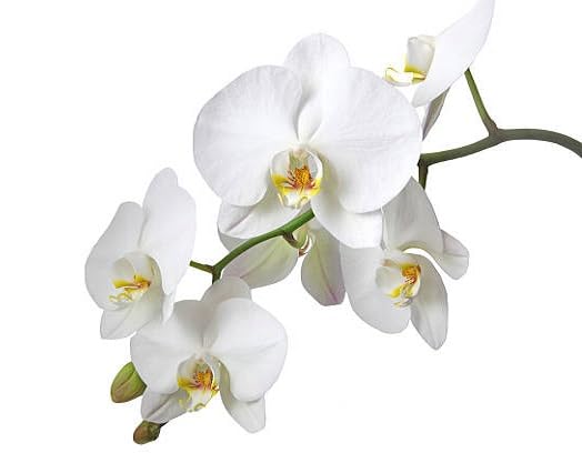 White Phalaenopsis Flower Seeds for Planting | Heirloom Non-GMO High Germination Organic Garden Seeds