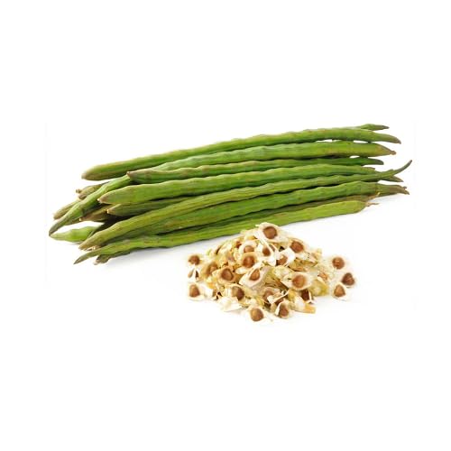 Drumstick Seeds – Heirloom, Non-GMO, High Germination Organic Garden Seeds Planting