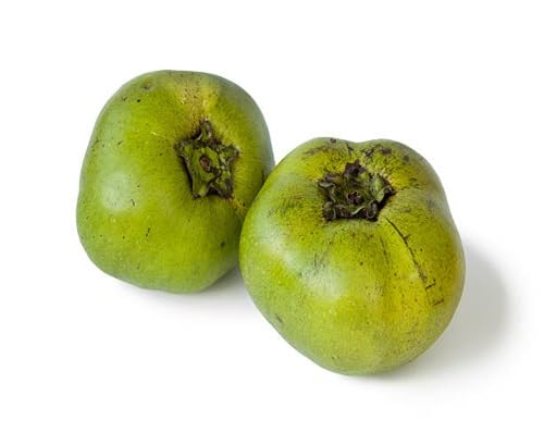 Green Kaki Permission Seeds – Heirloom, Non-GMO, High Germination Organic Garden Seeds