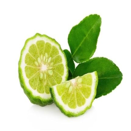 Green Bergamot Seeds Heirloom Non-GMO High Germination Organic Garden Seeds for Planting