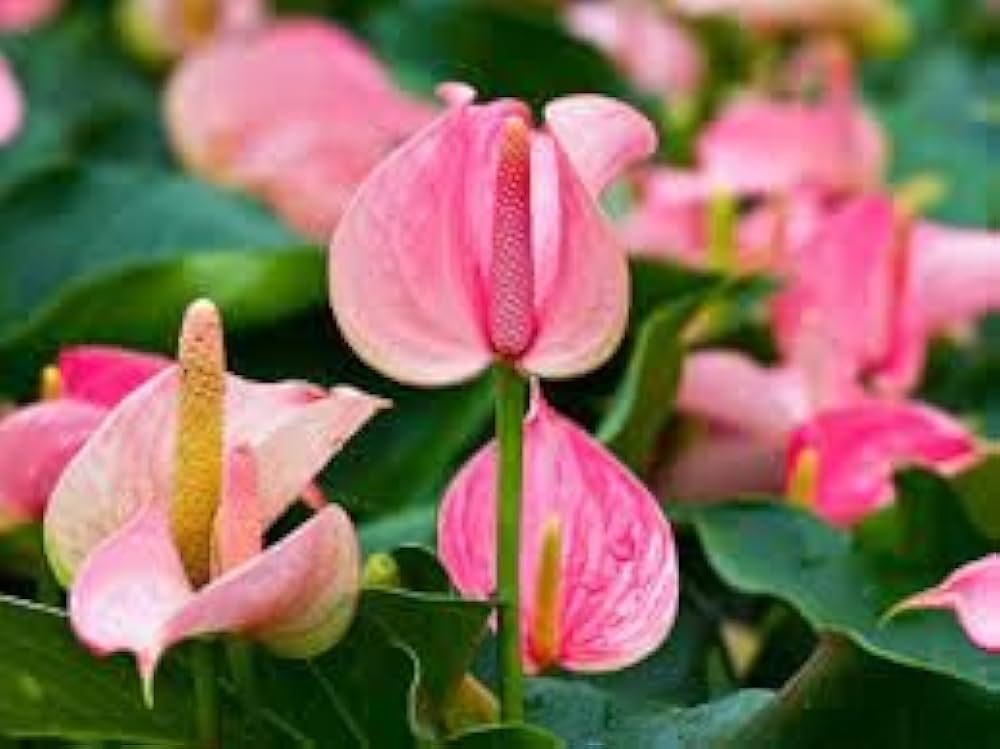 anthurium anthurium flower seeds