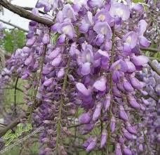 wisteriaflowerheirloomnongmo flower seeds