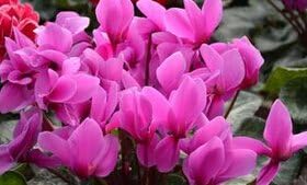 cyclamenflowerheirloomnongmo flower seeds