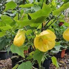 striatumfloweryellowheirloomnongmo flower seeds