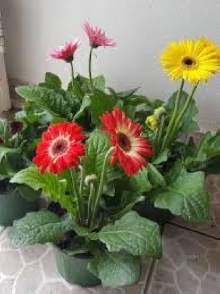 hot gerbera flower seeds