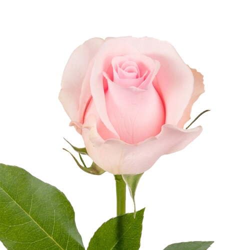 Pale Pink Rose Flower Seeds for Planting – Heirloom Non-GMO High Germination Organic Garden Seeds