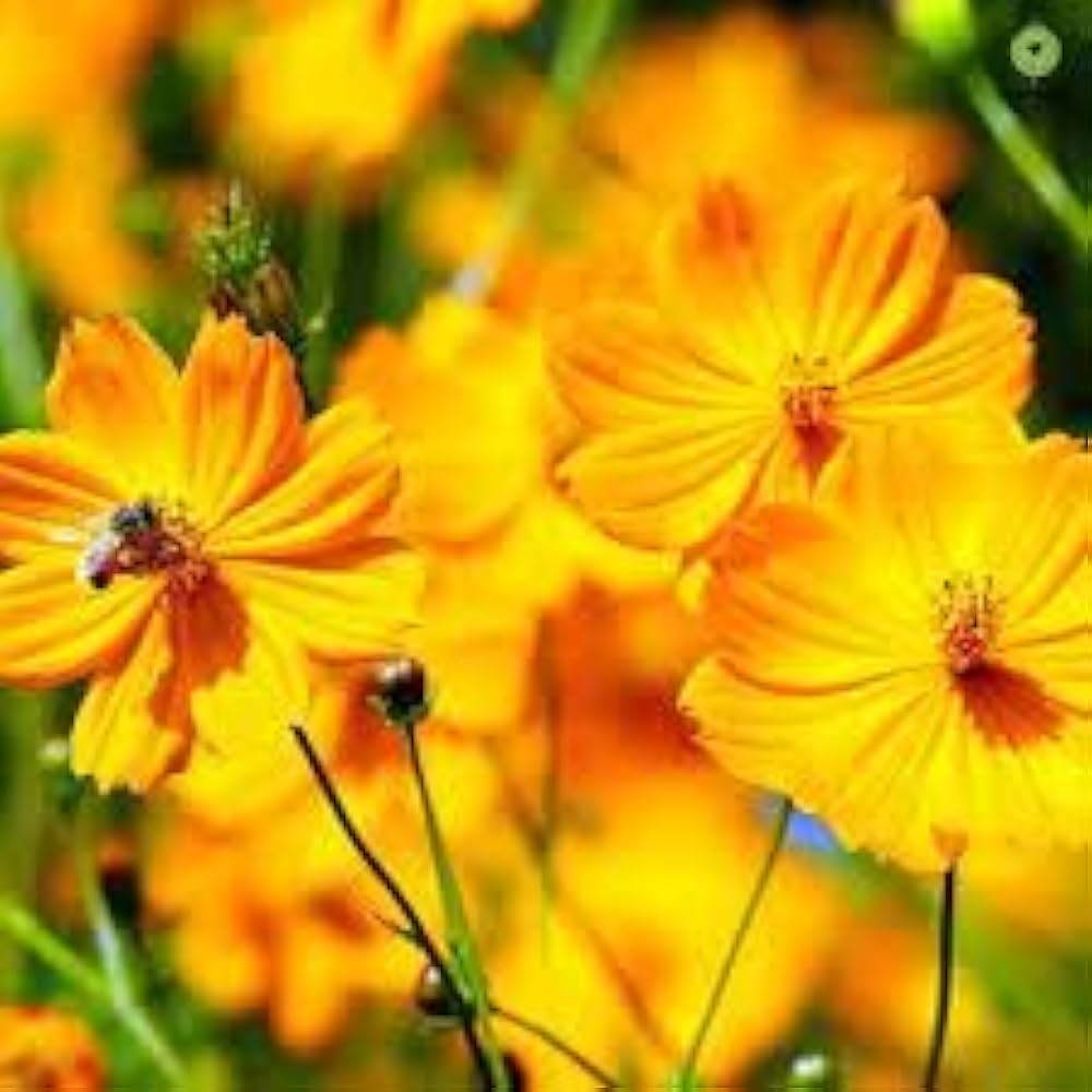 orange cosmos flower seeds