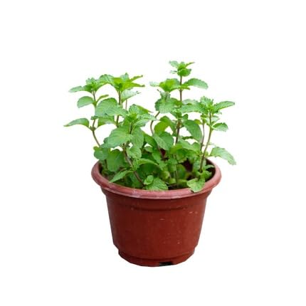 Green Mint Plant Seeds Heirloom Non-GMO High Germination Organic Garden Seeds for Planting