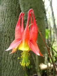 aquilegiaheirloomnongmo flower seeds