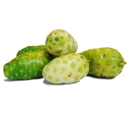 Green Morinda Seeds – Heirloom, Non-GMO, High Germination Organic Garden Seeds