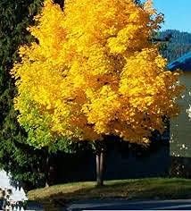 yellowjapanesemapletreeheirloomnongmo flower seeds