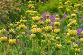 phlomis flower heirloom non-gmo seeds