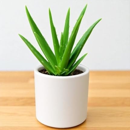 green aloevera flower seeds