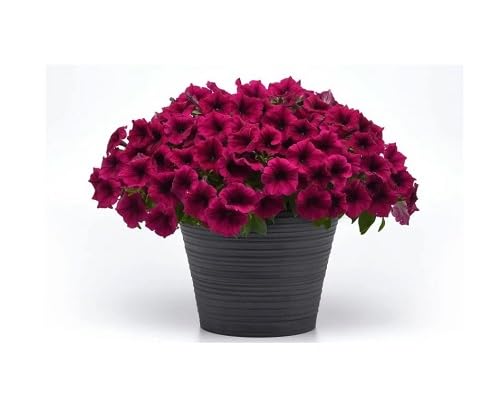 Marron Petunia Flower Seeds Heirloom Non-GMO High Germination Organic Garden Seeds for Planting