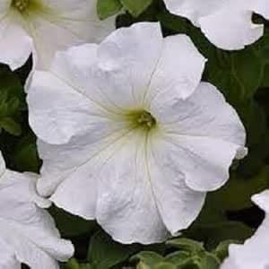 Petunia Flower Seeds Heirloom Non-GMO High Germination Organic Garden Seeds for Planting