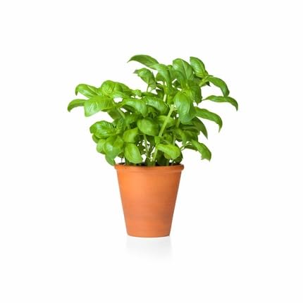 Green Basil Plant Seeds Heirloom Non-GMO High Germination Organic Garden Seeds for Planting