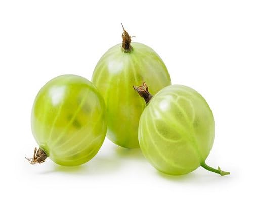 Green Gooseberry Seeds – Heirloom, Non-GMO, High Germination Organic Garden Seeds