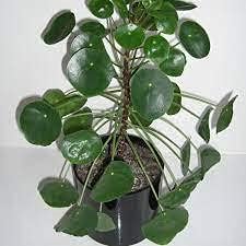 chinesemoneyheirloomnongmo flower seeds