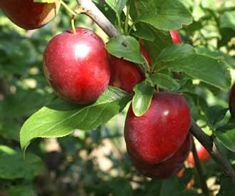 Cherry Plum Fruit Seeds for Planting – Heirloom Non-GMO High Germination Organic Garden Seeds for Sweet Juicy Fruits