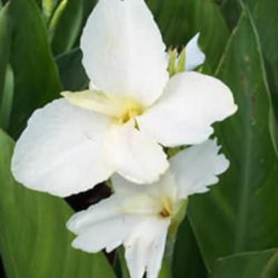 White Canna Flower Seeds Heirloom Non-GMO High Germination Organic Garden Seeds for Planting