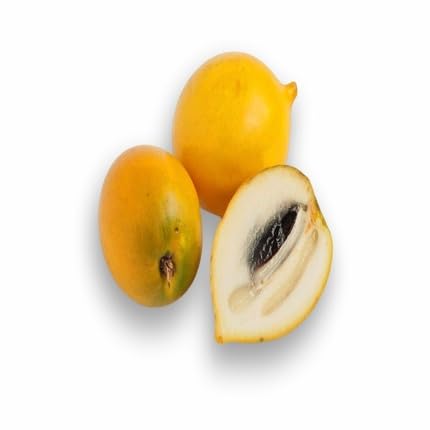 Yellow Abius Seeds for Planting Heirloom Non-GMO High Germination Organic Garden Seeds